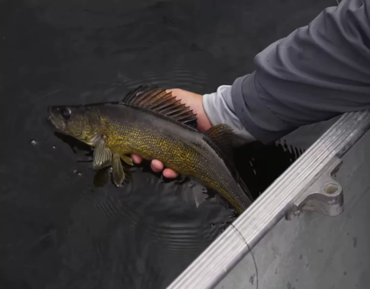 walleye fish